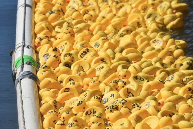 Port Macquarie Lions' 2023 Duck Race raised over $12,000 for local charities. Picture by Emily Walker