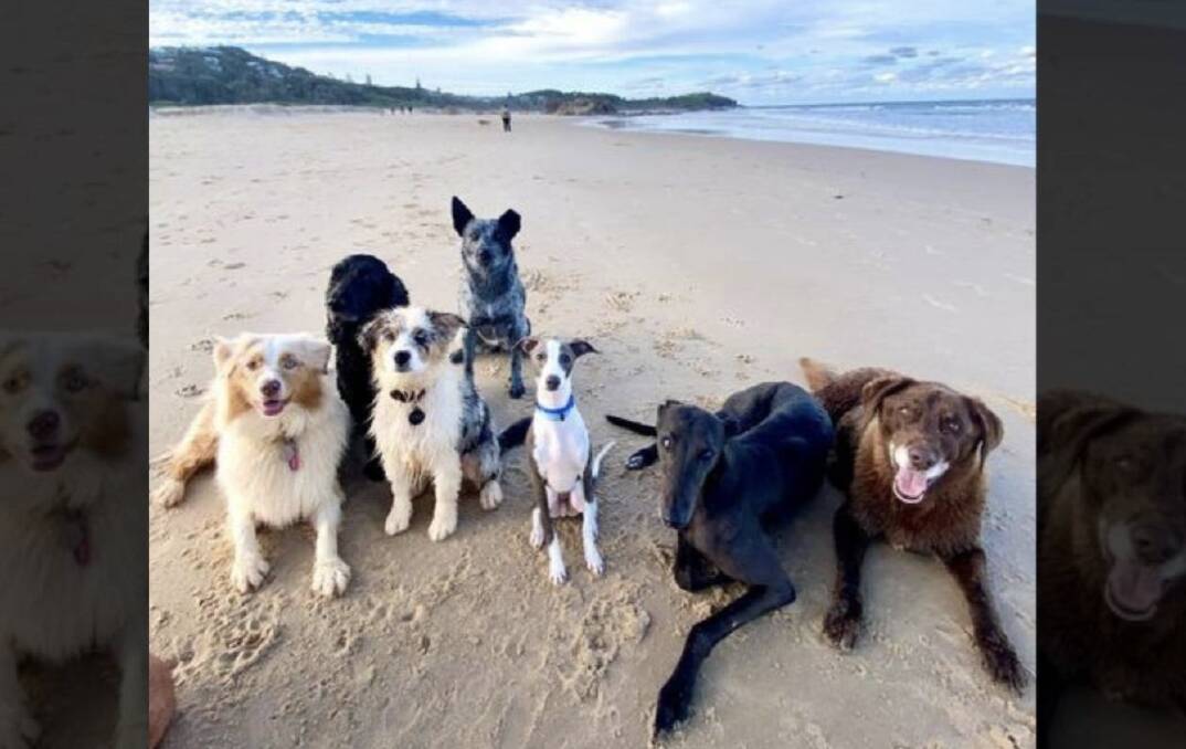 Photo friendly dogs on Lighthouse Beach. Picture by Zoe Spooner