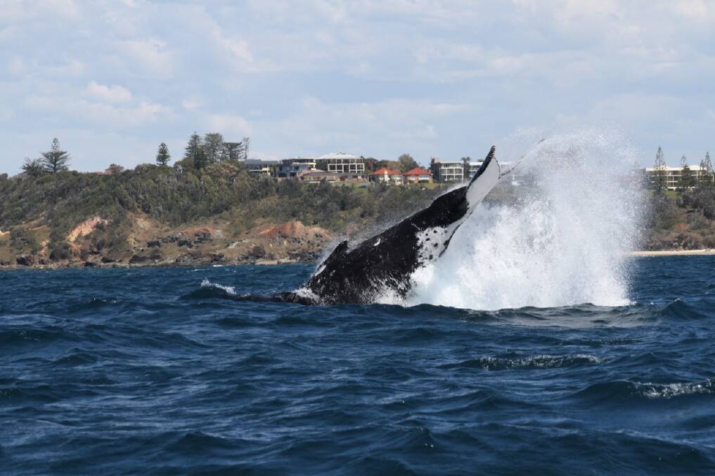 Now is the perfect time to enjoy some whale watching in Port Macquarie.