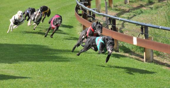 Racing ban: The ban on greyhound racing will be effective in 2017 while the state government is working on a transition packages for those involved in the industry.