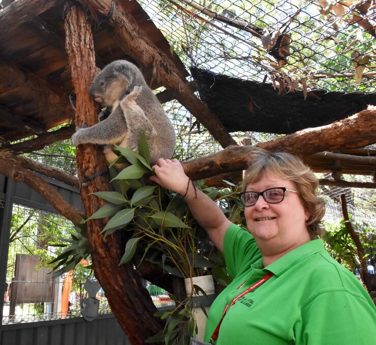 Open day: The Port Macquarie Koala Hospital will host its traditional Easter Saturday open day again this year. Volunteer Sue Marsh is pictured with Elparra David at the 2017 event.