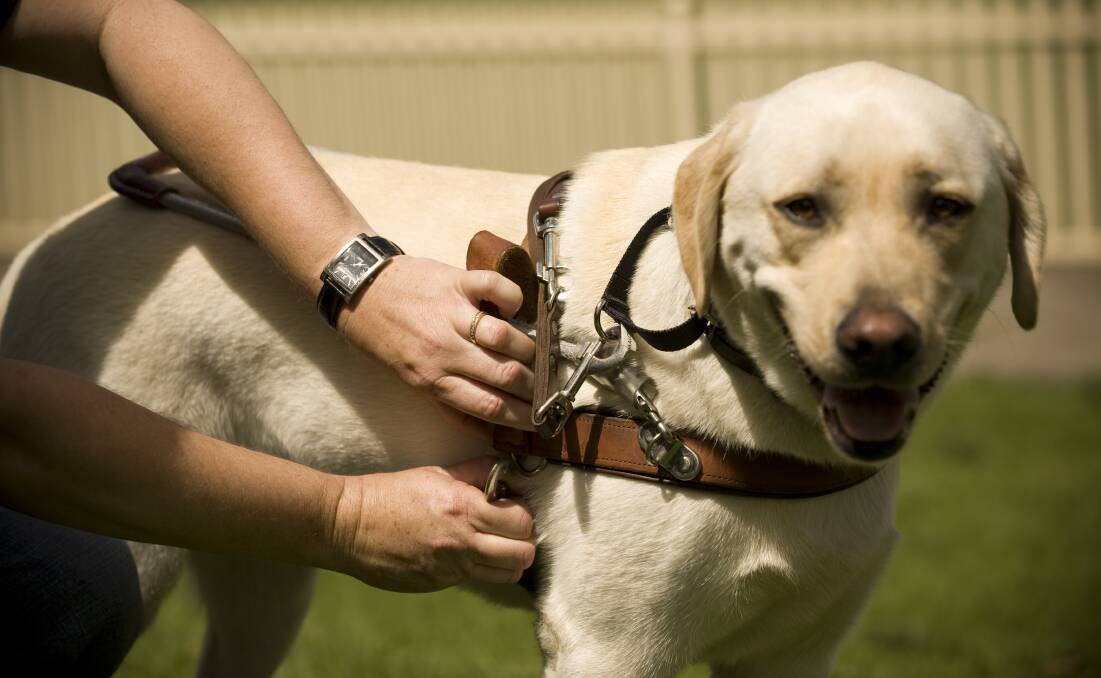 Get in and help: The Guide Dogs organisation is kicking off a new campaign.