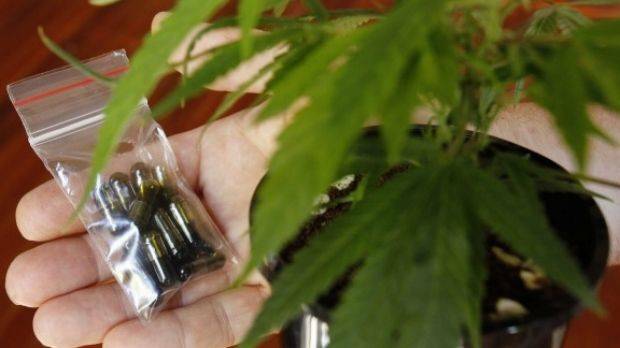 Medicinal cannabis: As many as 80 patients at the Port Macquarie Base Hospital will be added to a world-first trial of medicinal cannabis.