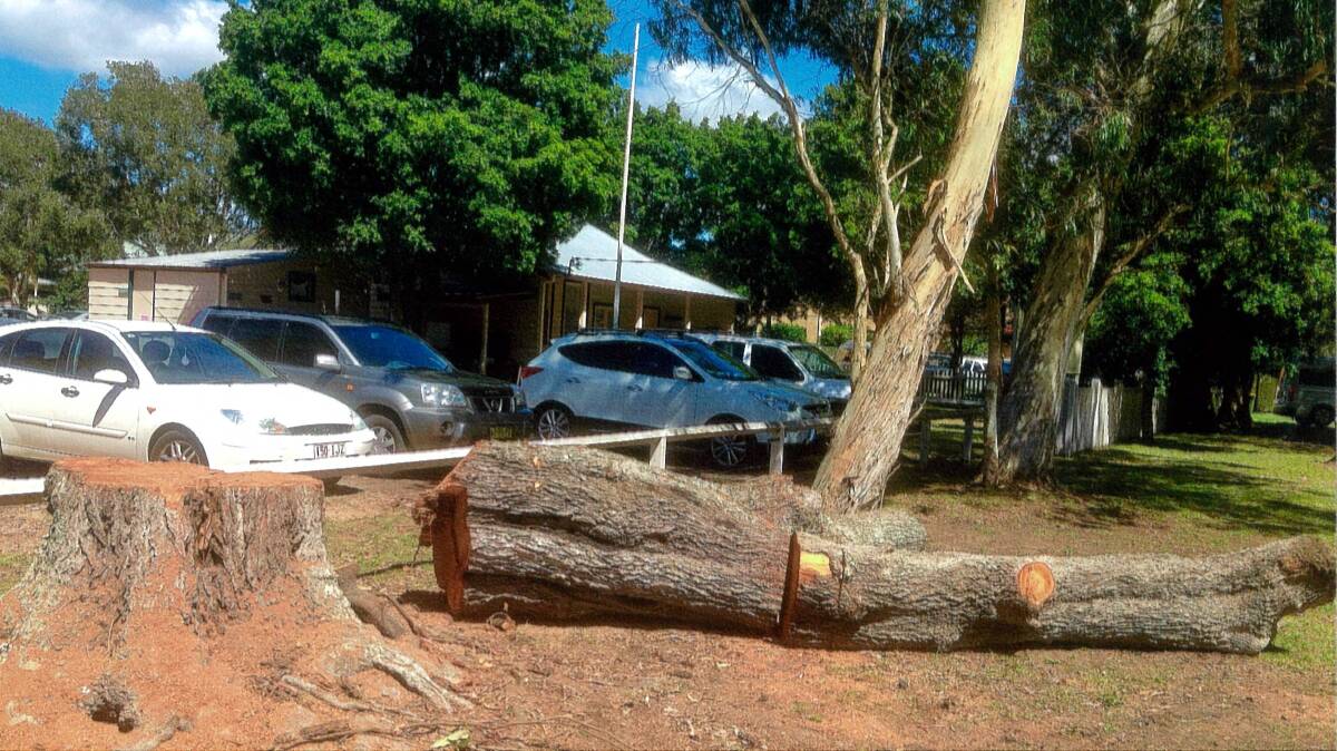 Shade tree: Hamilton Green will look a bit different after storm forced council staff to remove one of its iconic trees from the site of the popular Sunday markets. Photo: supplied