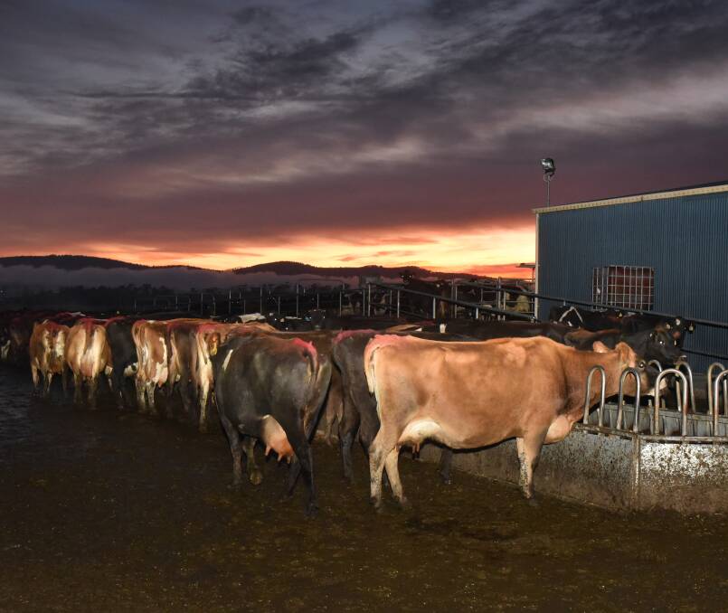EARLY RISERS: Cows at their central feeding trough after milking. The 800-strong herd at Limberlost are mostly crossbred Jerseys and Friesens. 