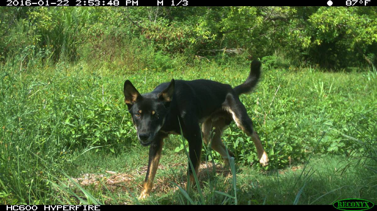  A black wild dog, similar to Midnight, that has been captured on remote surveillance cameras.