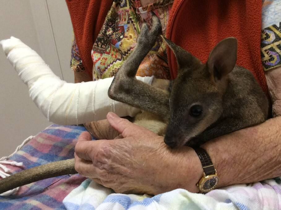 ON THE MEND: Ike the swamp wallaby is getting better thanks to his loving carer and the attention of the Timbertown Vet Hospital.