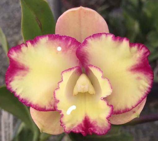 Rosella's charming angel orchid.