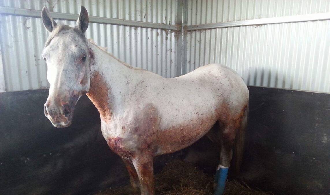 On the mend: One of Helen Riek's horses is recovering well after the Pappinbarra fires.