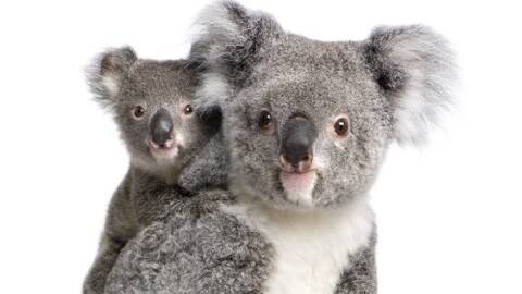 Get close to the cuddly creatures at the Billabong Zoo's annual Koala Day this Sunday, April 30.