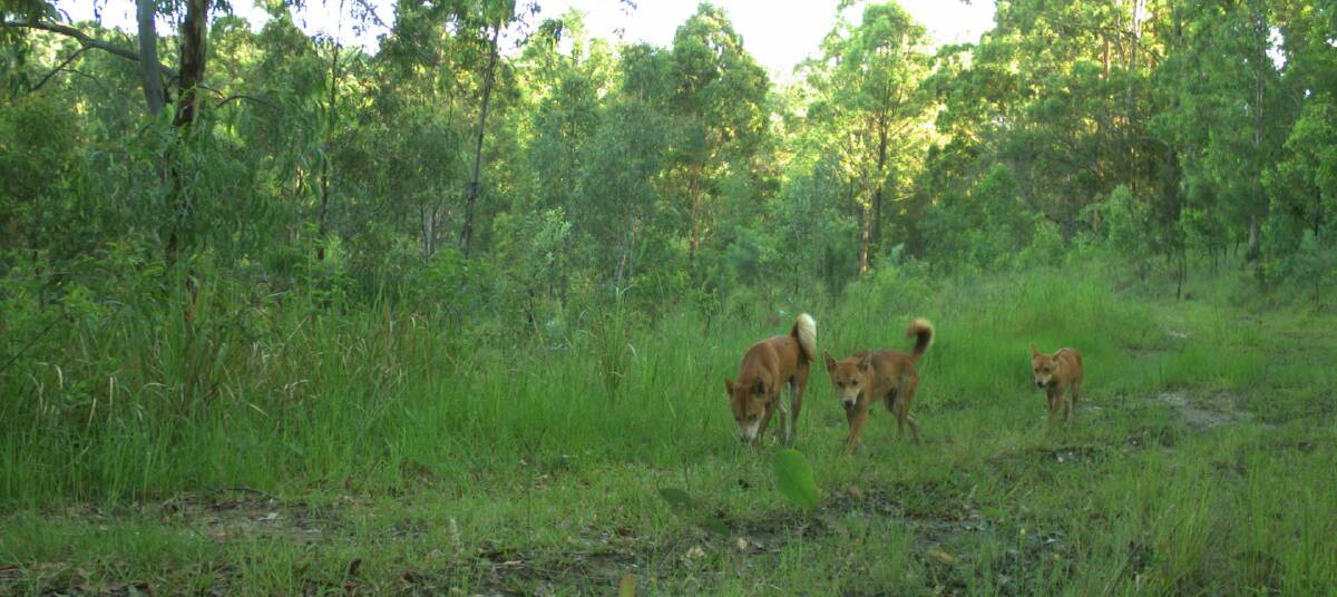The Wild Dog Information Day at Wauchope on July 5 will help people deal with problematic wild dogs like these captured on a remote surveillance camera.