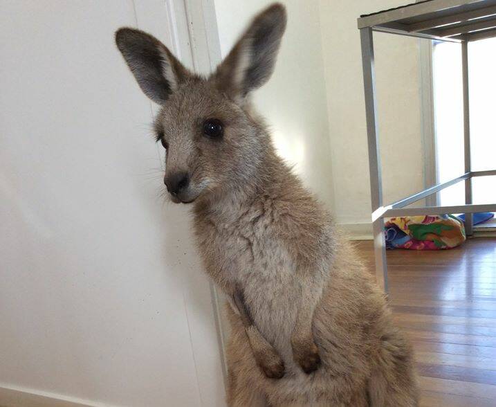 Bronte the Eastern Grey kangaroo