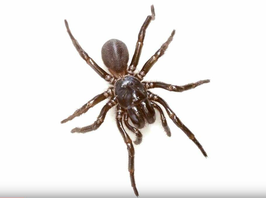 A new species of funnel-web spider has been discovered in Tasmania. 