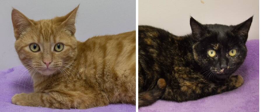 Loving pair: Brother and sister pairing, Mango and Tango, are looking for a home with a loving and caring family.