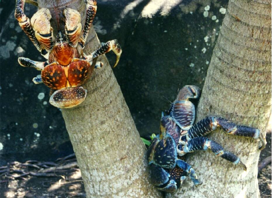 Scary looking: Giant coconut crabs in Vanuatu ... and these are genuine. Colourful but a little on the creepy side.