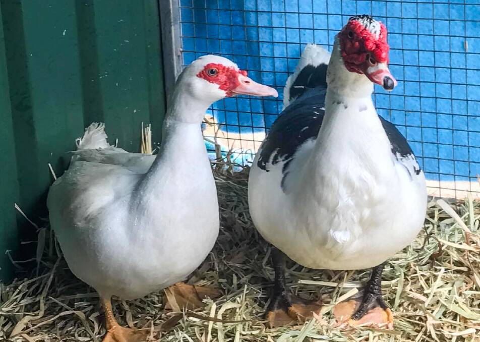 Pick these numbers: Muscovy ducks Jackpot and Lotto need a home where they can access water for daily swims.
