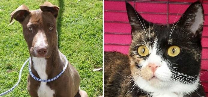 Waiting for you: Pretty puppy Cash and sweet Suki the cat are at the RSPCA shelter waiting for families to take them home.
