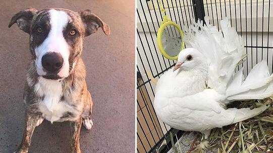 Love us: Mastiff and German shepherd cross Missy and pure white fantail pigeon Tikka are waiting for their new families at the RSPCA shelter.
