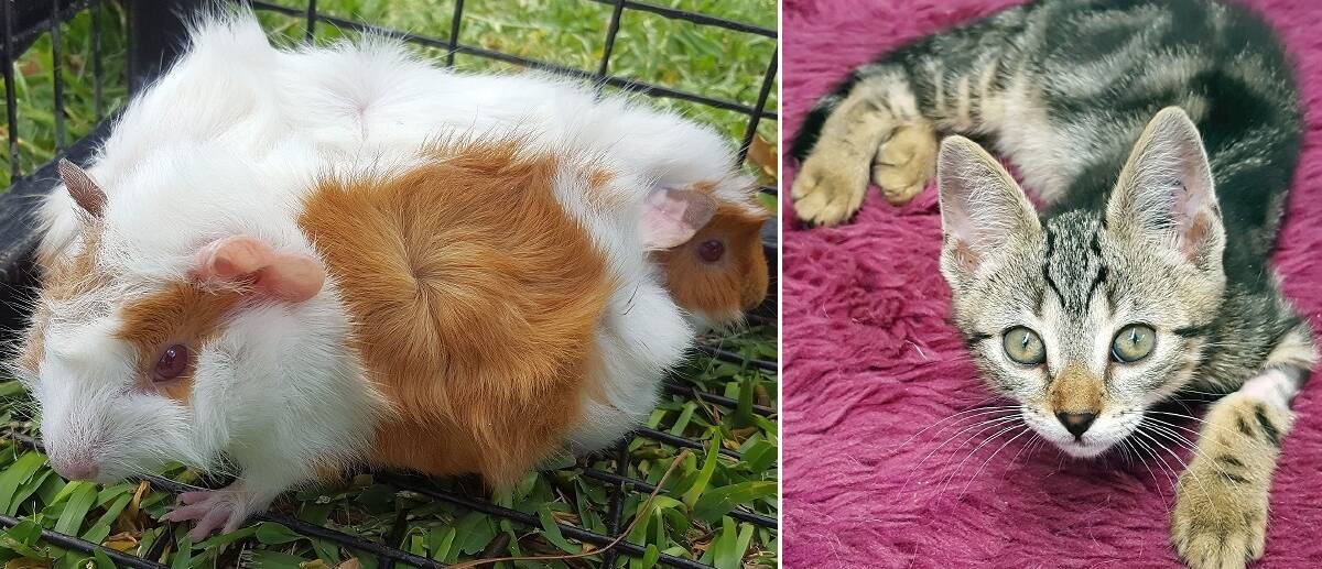 Twins and kittens: They may not be famous but guinea pigs Mary-Kate and Ashley want to find stardom in a new home. Tara is one of many kittens who wants the same.
