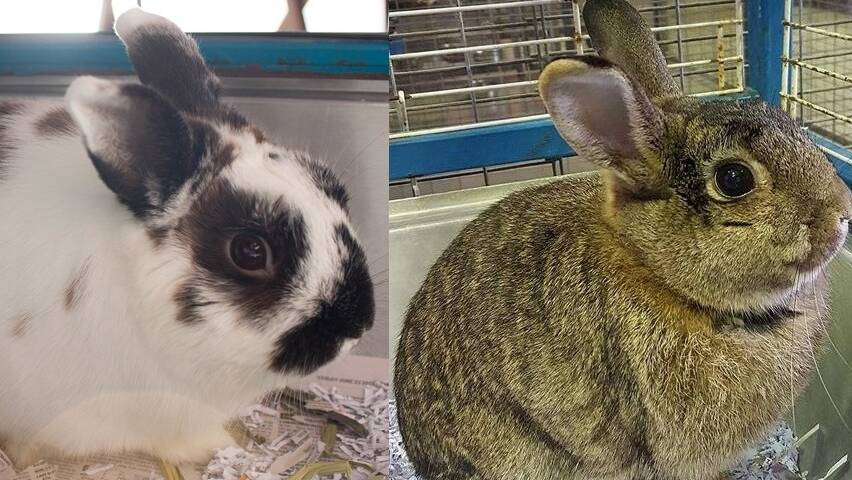 Hippity hoppity: Lewis is a male English spot variety and Afra a female bunny. They are both ready for adoption and will cost $40 each.