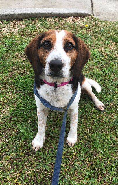 Captivating: Bonnie is a beautiful beagle with eyes that seem to be saying, "please take me home".