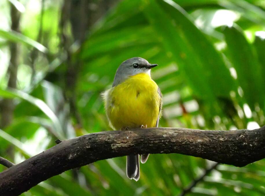 Colourful wildlife: The eastern yellow robin poses for the photographer.