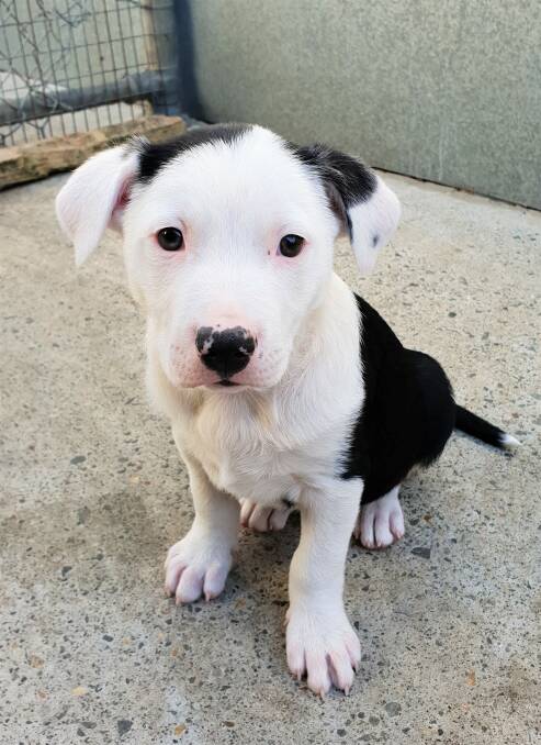 So cute: Meet Peter, one of many puppies the RSPCA Port Macquarie shelter has available for adoption. Can you give him a home?