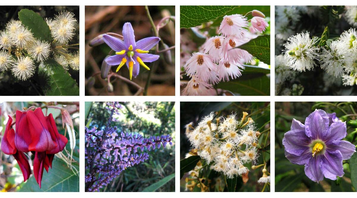 Beauty on show: Some of the gorgeous blooms in Kooloonbung Creek Nature Park now spring is here. Photos: Rex Moir Friends of Kooloonbung volunteer