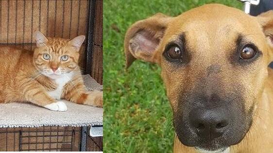 Hard to resist: A much loved cat and an abused dog both need loving families as one has been left behind and one doesn't know what she did to deserve abuse.