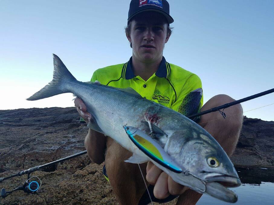 Big bait: Our Berkley Pic of the Week is Jarrad Latimore, who recently caught this terrific tailor at Bonny Hills.