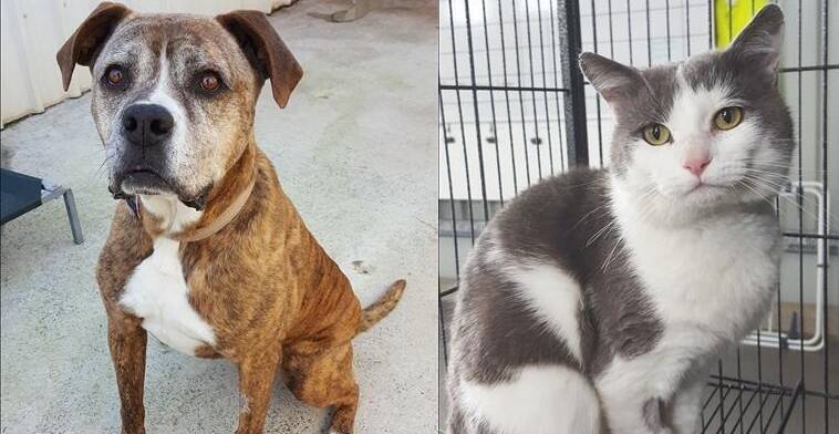 Adorable: Daisy the boxer cross and handsome Chicko are waiting for you to take them home.