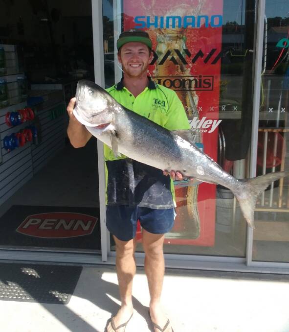 Mega catch: Our Berkley Pic of the Week is Troy Boese with this sensational 7.1 kilogram tailor he recently caught off the rocks at Bonny Hills on a lure.