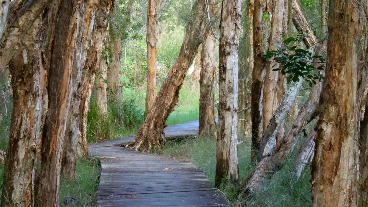 Meandering path: There is no better place for a peaceful stroll than through the paperbark trees along the Kooloonbung Creek boardwalk.