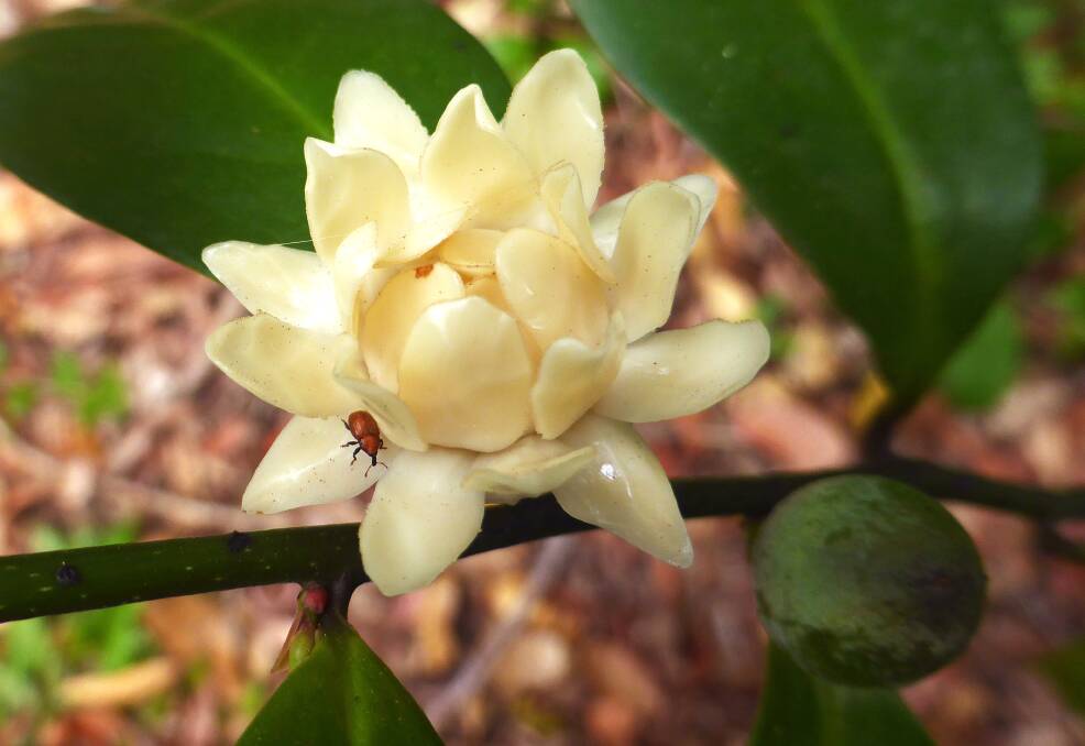 Waxy blossom: The open flower of the bolwarra tree attracts insects such as the brown weevil pollinator.