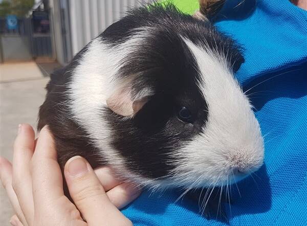 Take me home: One of the cute little Guinea pigs in need of adoption at the RSPCA Port Macquarie shelter.