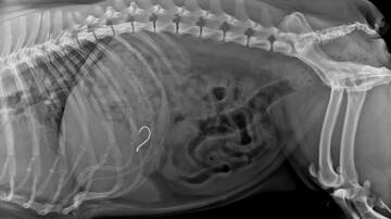 This x-ray shows a barbed fish hook in French bulldog Koko's stomach. Picture supplied