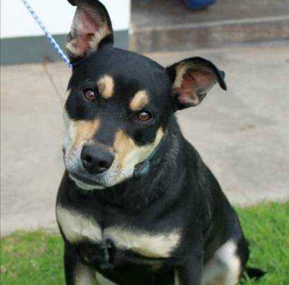Hard to resist: How can you possibly resist that face? Rocky the kelpie cross is sure to melt some hearts at the Port Macquarie shelter, so be quick to adopt him.