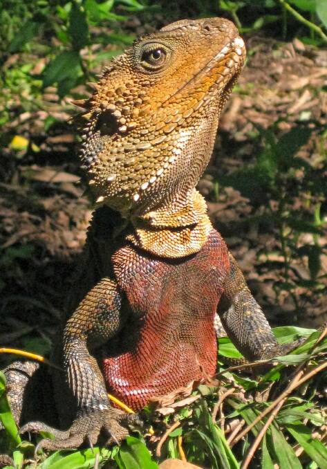 Eye on you: The curious and friendly eastern water dragon will watch walkers with interest.