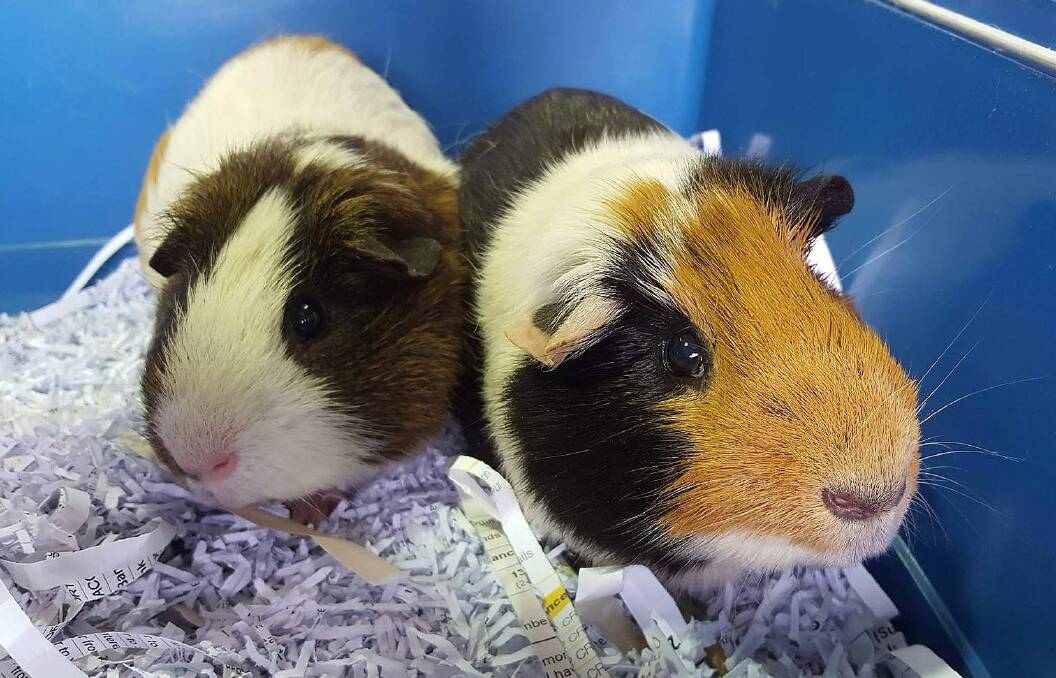 It takes two: Guinea pigs Pepsi and Max are bosom buddies and would be most happy to be adopted into the same family.
