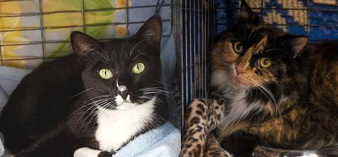 Lovely ladies: Although polar opposites in temperament, mature felines Sketti and Charlie deserve the affection they both crave.