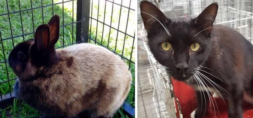 Friendly but cautious: Both our furry RSPCA friends are on the quiet side, but Lamington cat and Narla bunny deserve new families to care for them.