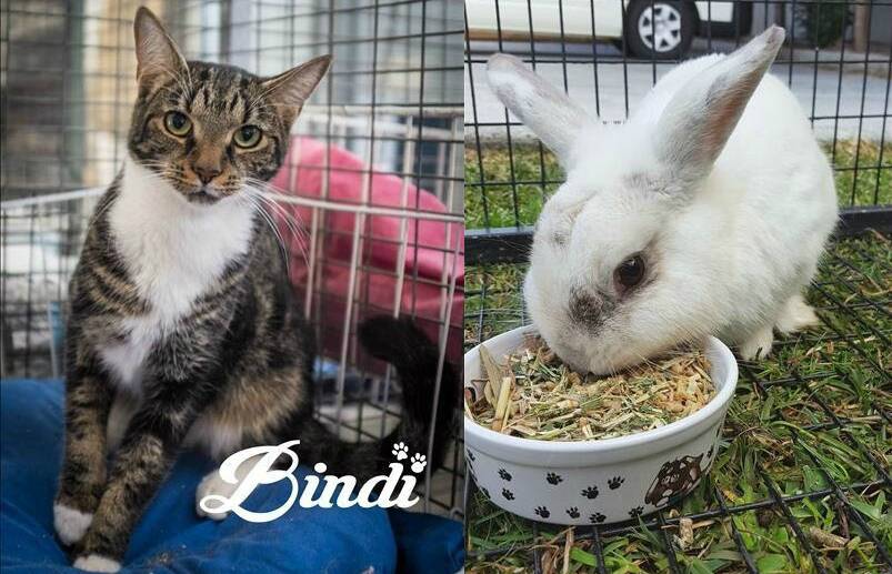 Take me home: Bindi and Rory both need permanent homes. Beautiful Bindi has been at the shelter for five months and deserves a lap to warm.  