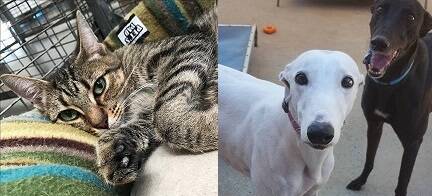 Hard to resist: Nika the cat needs a lap to snuggle on and greyhounds Rebel and Lucy are retired and ready to settle into a less hectic life.