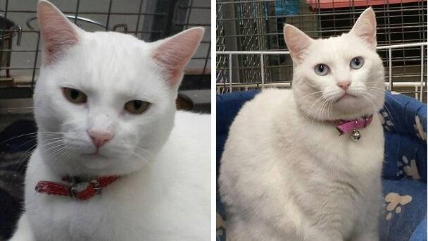 White is right: Lily and Casper are pretty kitties who need new homes because their previous owners could not take them with them when they moved.