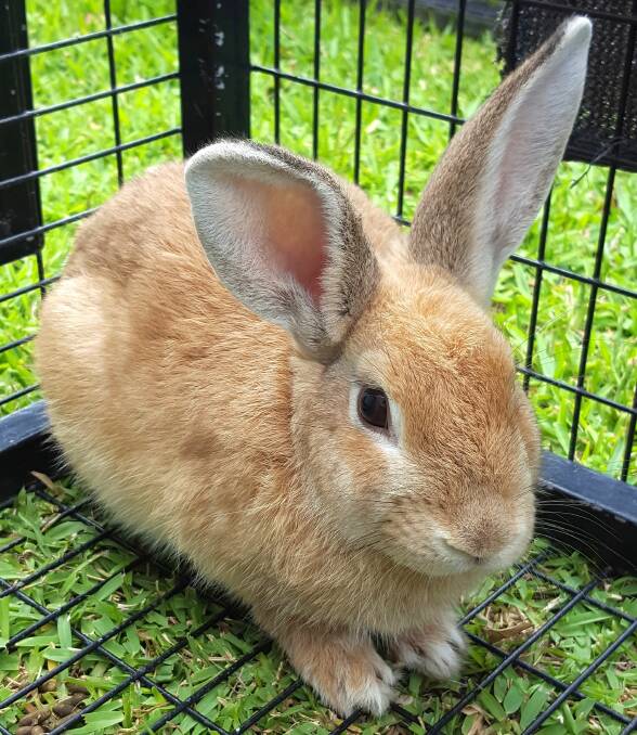 Too cute: This beautiful bunny needs a home.