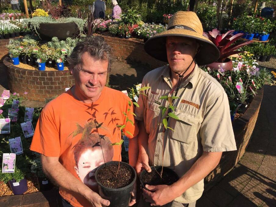 Living with Koalas director G Henshaw with Bonny Hills Nursery manager Michael Wols.  The nursery has donated time and material in repotting tallowwood into a 200mm pot.