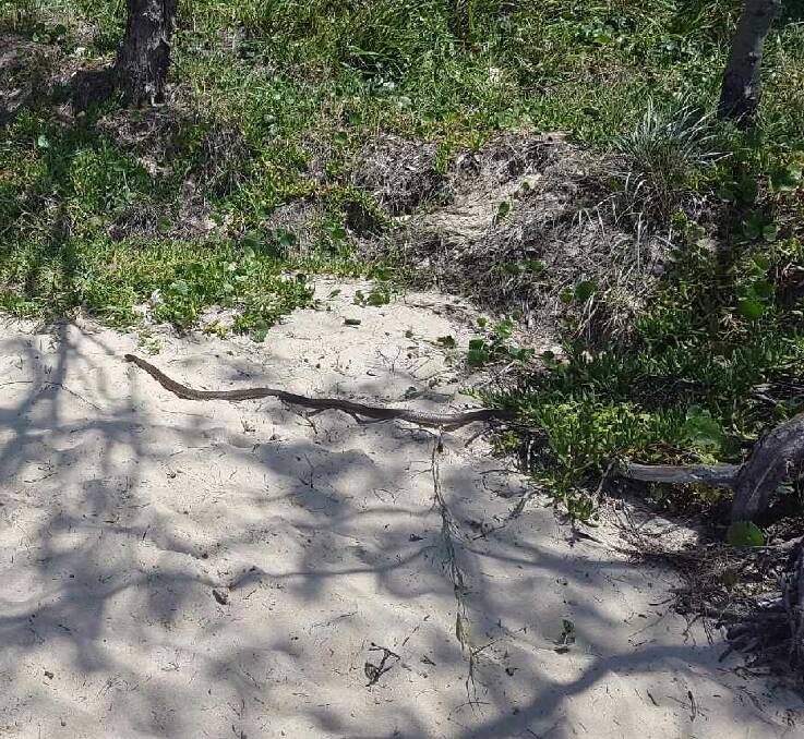 Eastern brown snake joins sunbaker on Pilot Beach