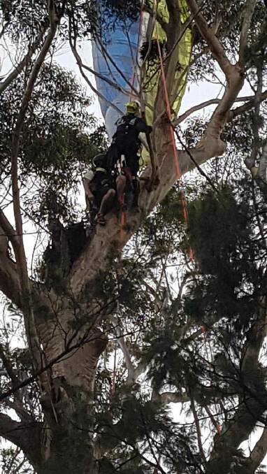 Paraglider rescued from tree