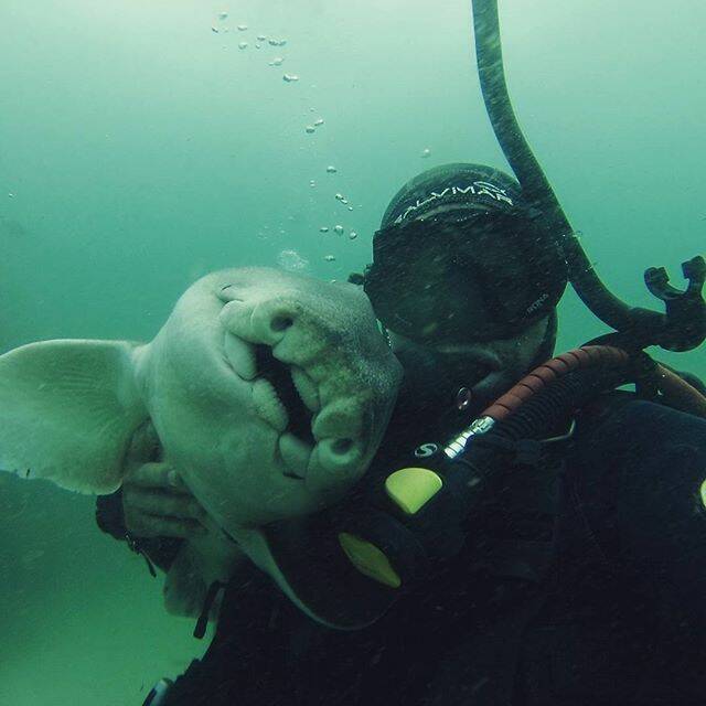 Playful: Rick Anderson has been diving for 26 years and wants people to know that sharks can be friendly. Mr Anderson is pictured with his favorite Port Jackson shark. Photo: Rick's Dive School