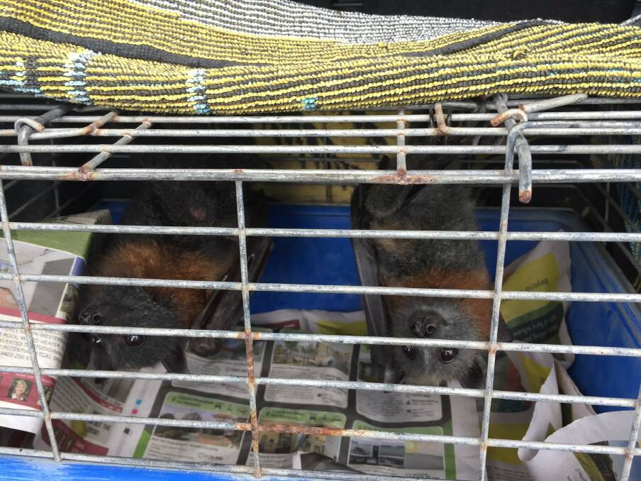 Rescued: Two grey-headed flying fox were transported on February 15 to a creche which is located in the Port Macquarie-Hastings area. In four weeks they will be transferred to a large flight aviary which is adjacent to a flying fox colony. They will be released from there. 